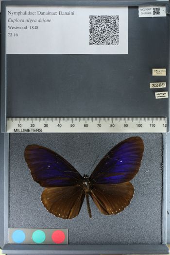 Media type: image;   Entomology 160928